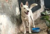German Shepherd & Husky Cross