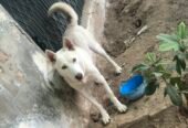 German Shepherd & Husky Cross