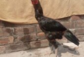 Aseel Thai Breeder