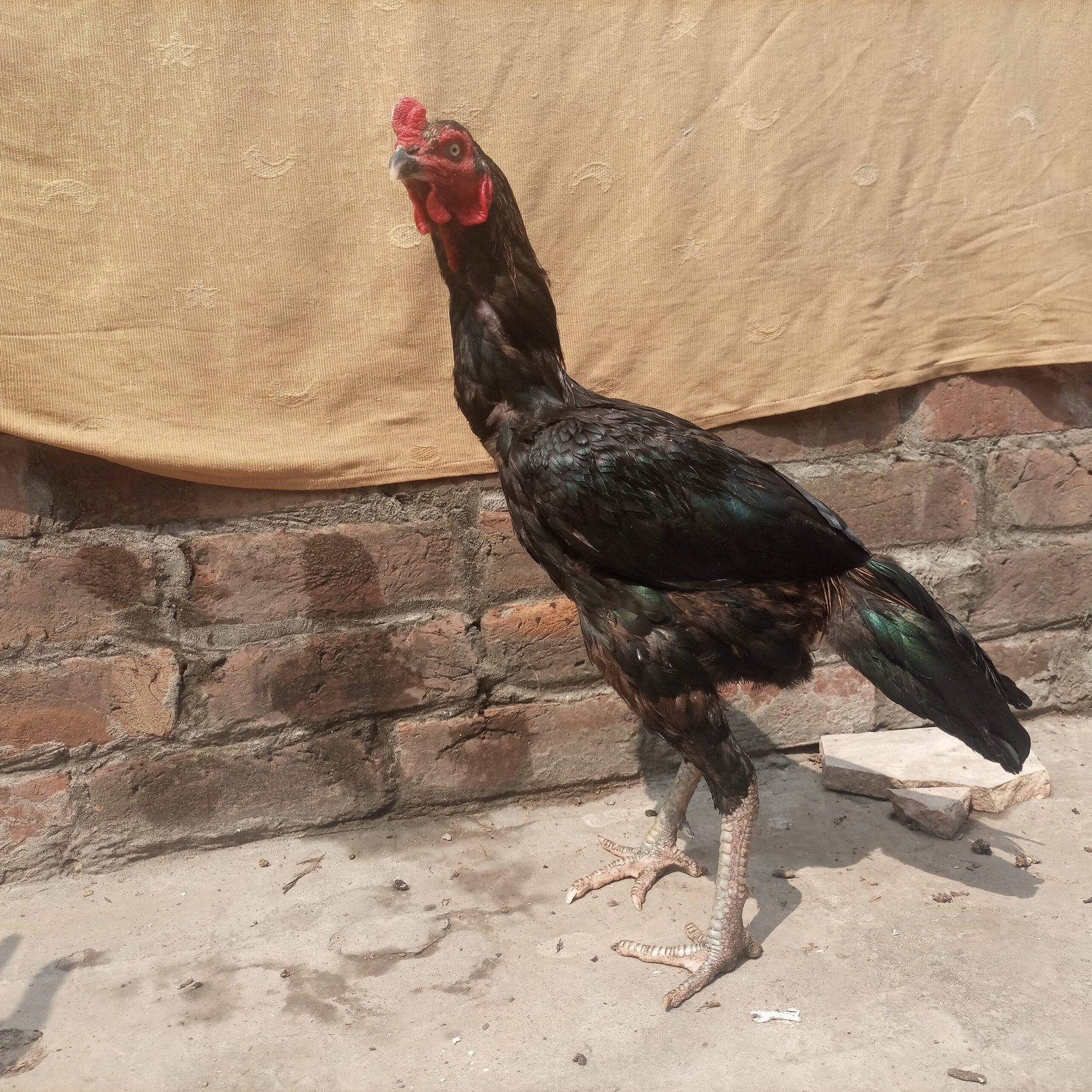 Aseel Thai Breeder