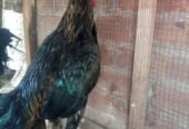 Aseel Thai Breeder