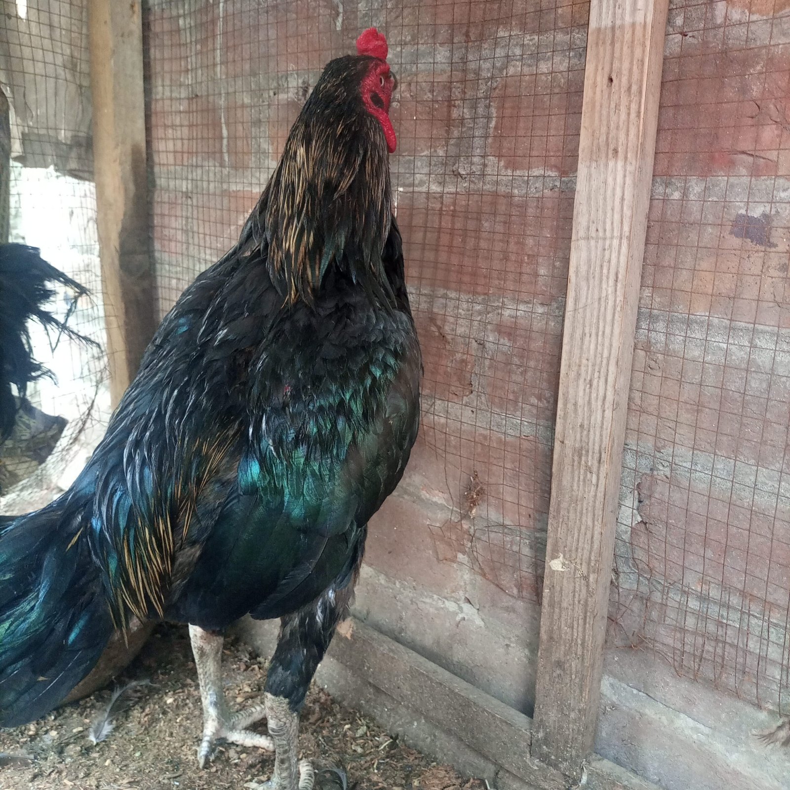 Aseel Thai Breeder