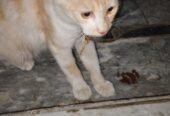 Persian cat