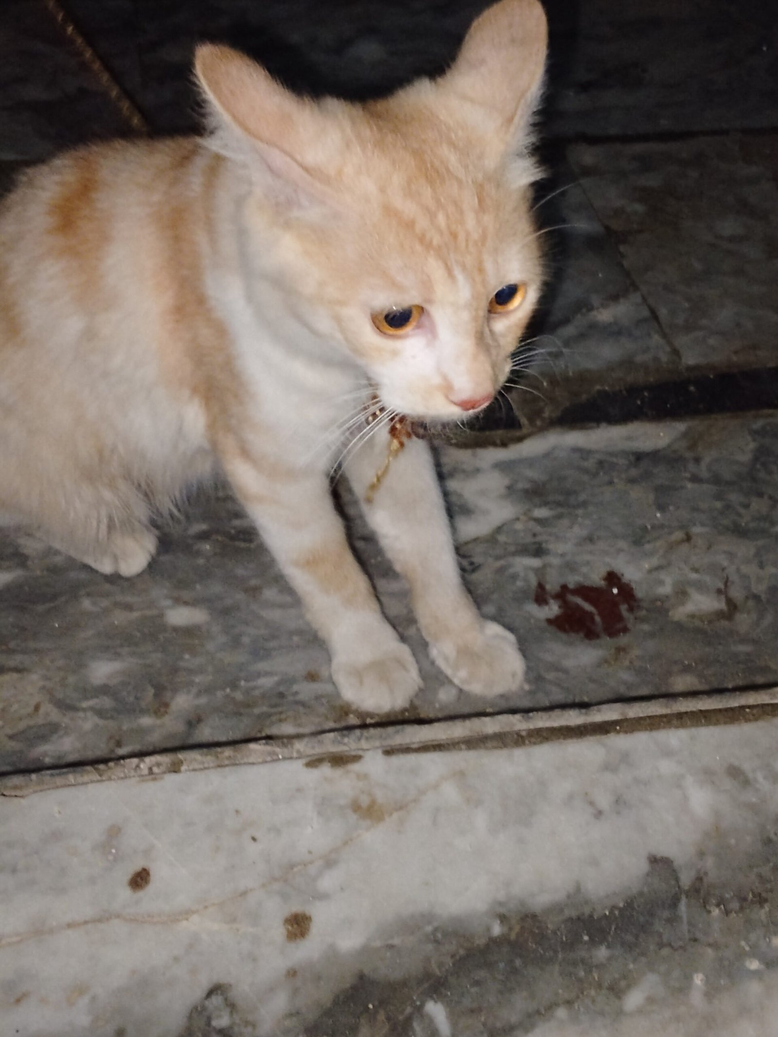 Persian cat