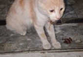 Persian cat