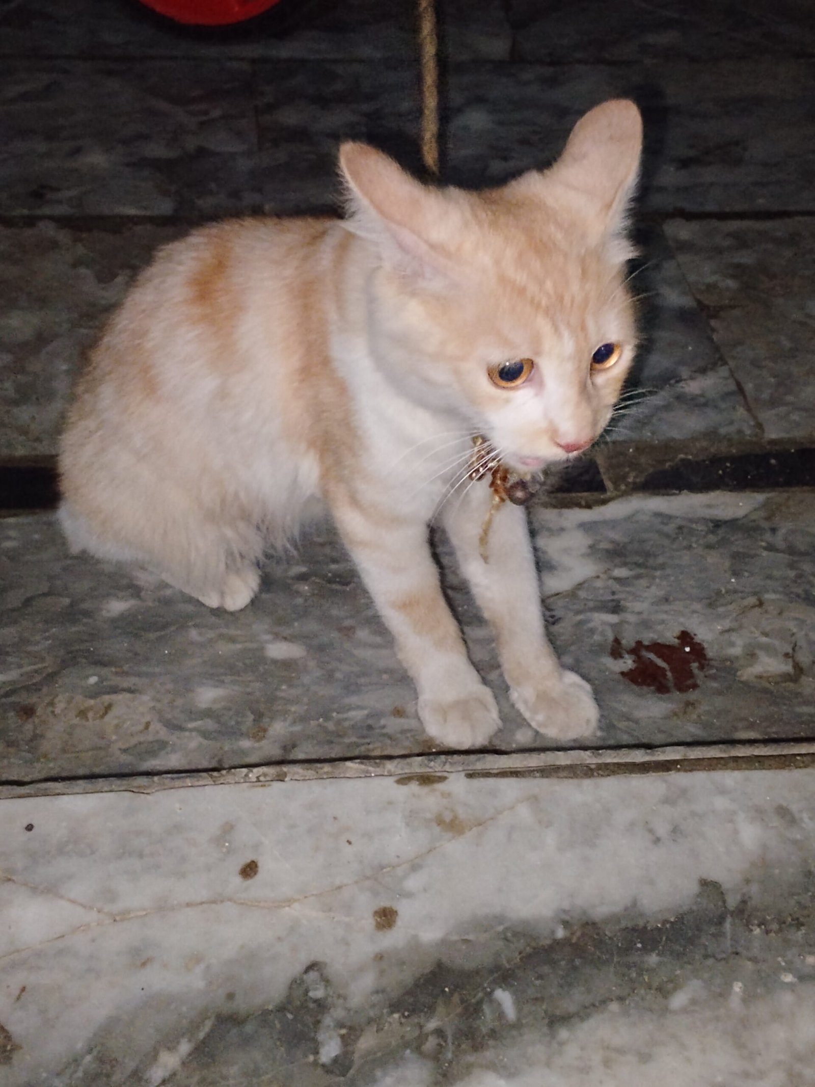 Persian cat