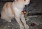 Persian cat