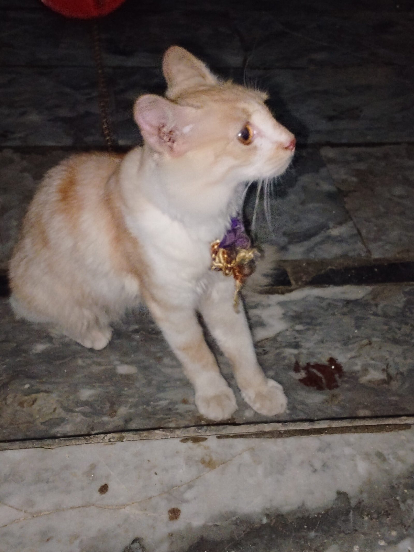 Persian cat