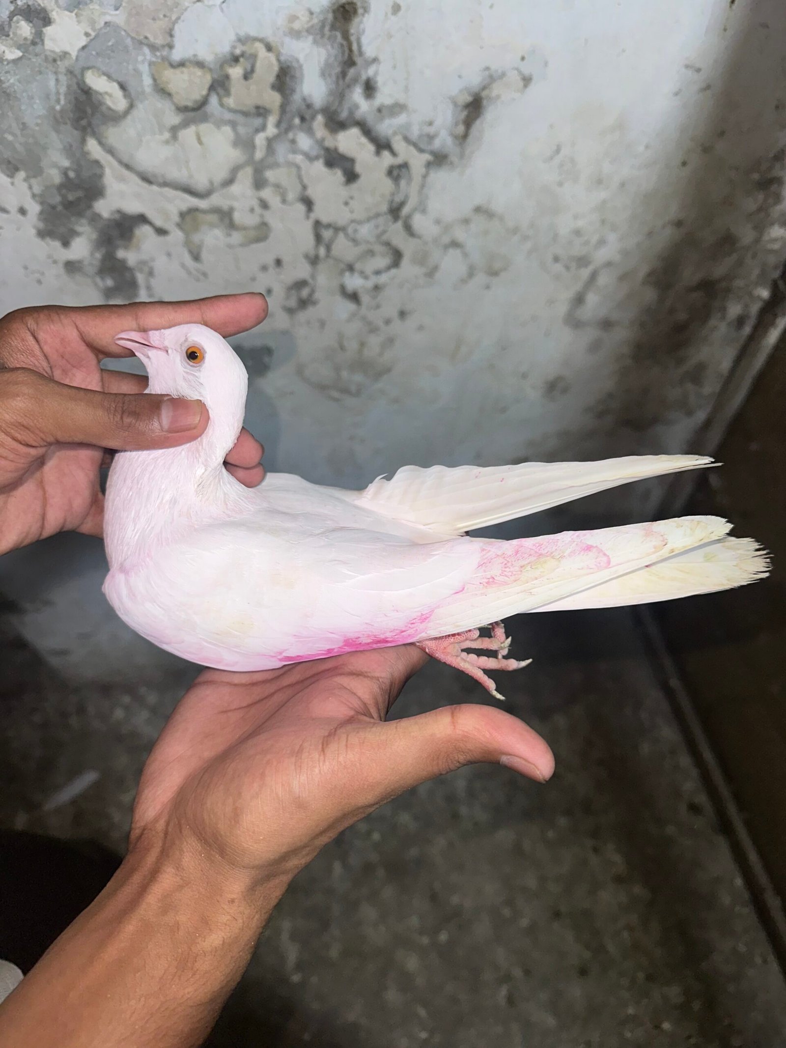 4 pieces low flyer pigeons 1 pair high flyers