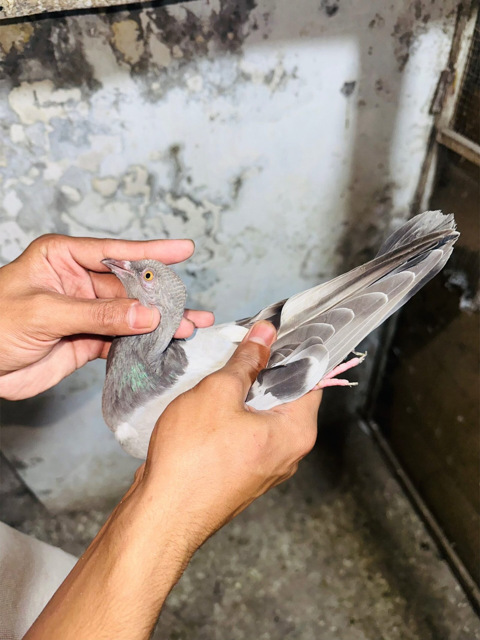 4 pieces low flyer pigeons 1 pair high flyers