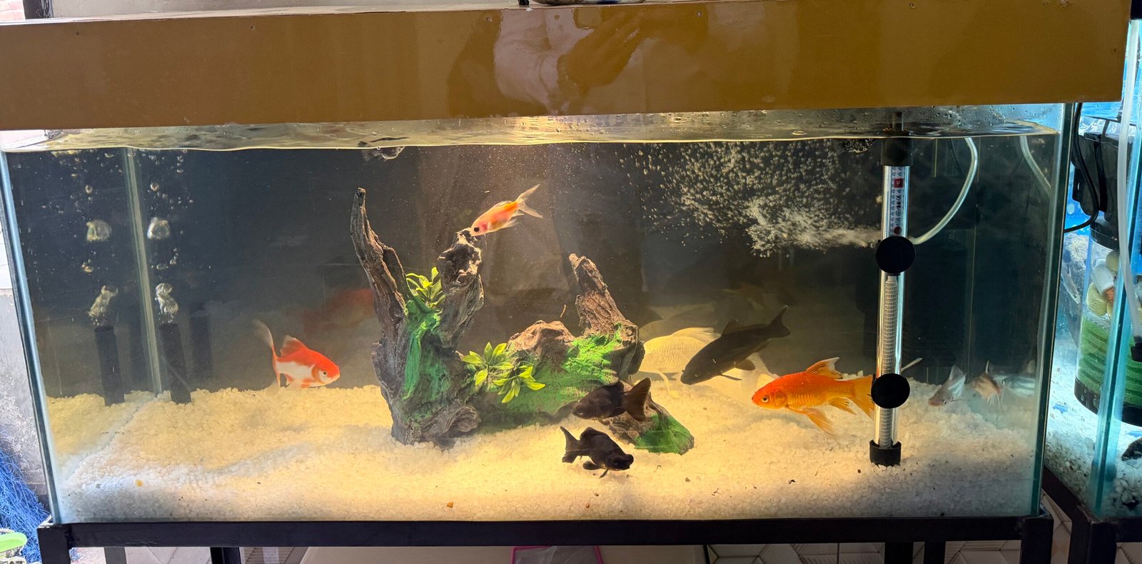 Fish Aquarium 3×1.5git height with stand new