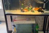 Fish Aquarium 3×1.5git height with stand new