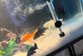 Fish Aquarium 3×1.5git height with stand new