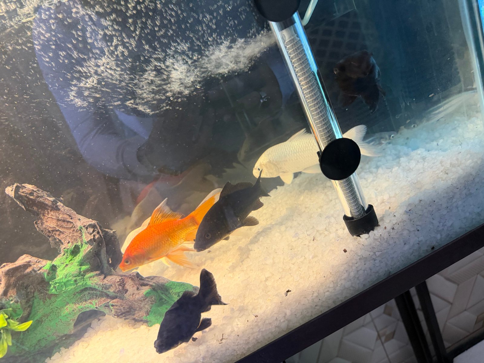 Fish Aquarium 3×1.5git height with stand new