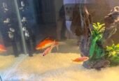Fish Aquarium 3×1.5git height with stand new