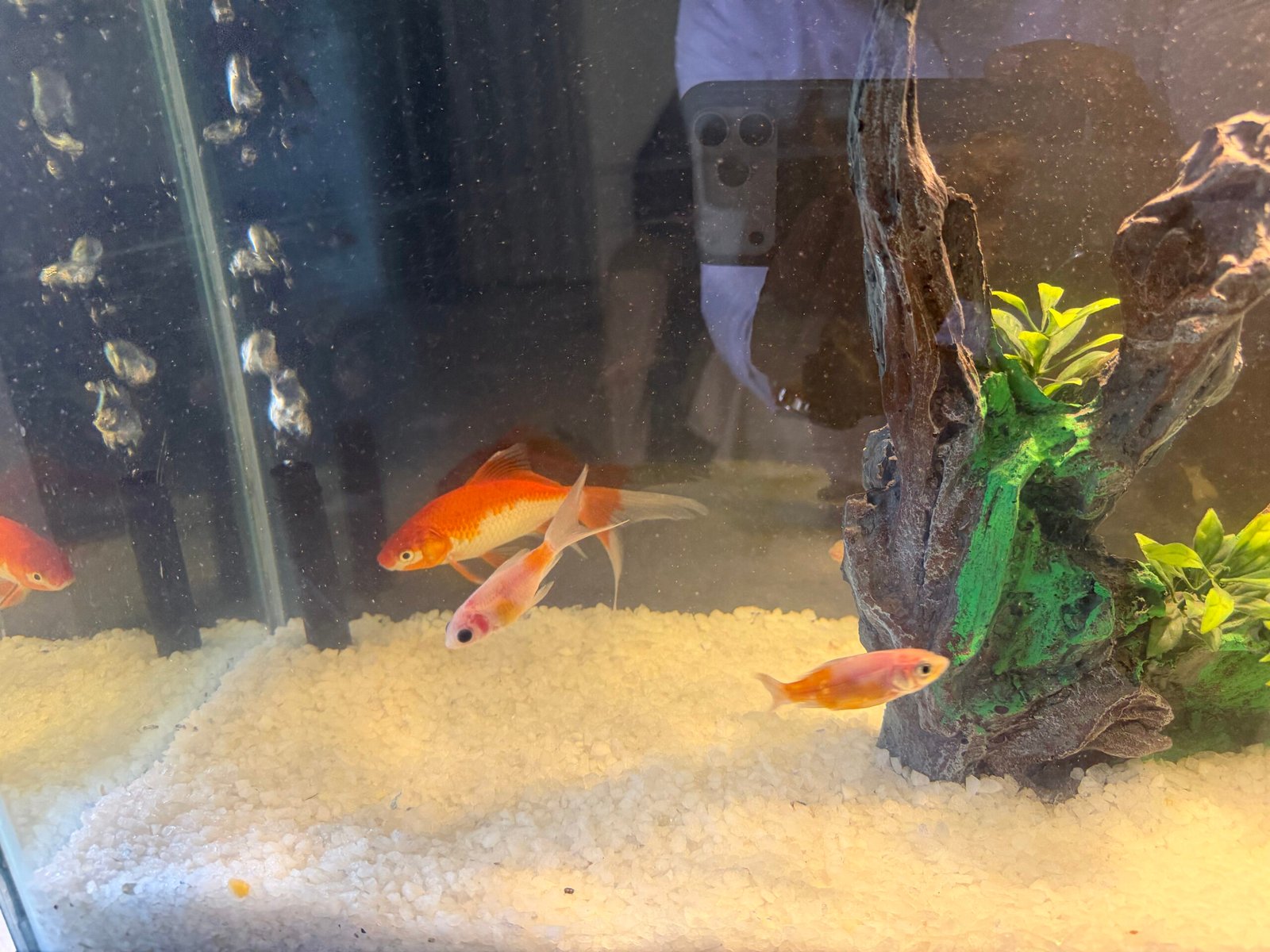 Fish Aquarium 3×1.5git height with stand new