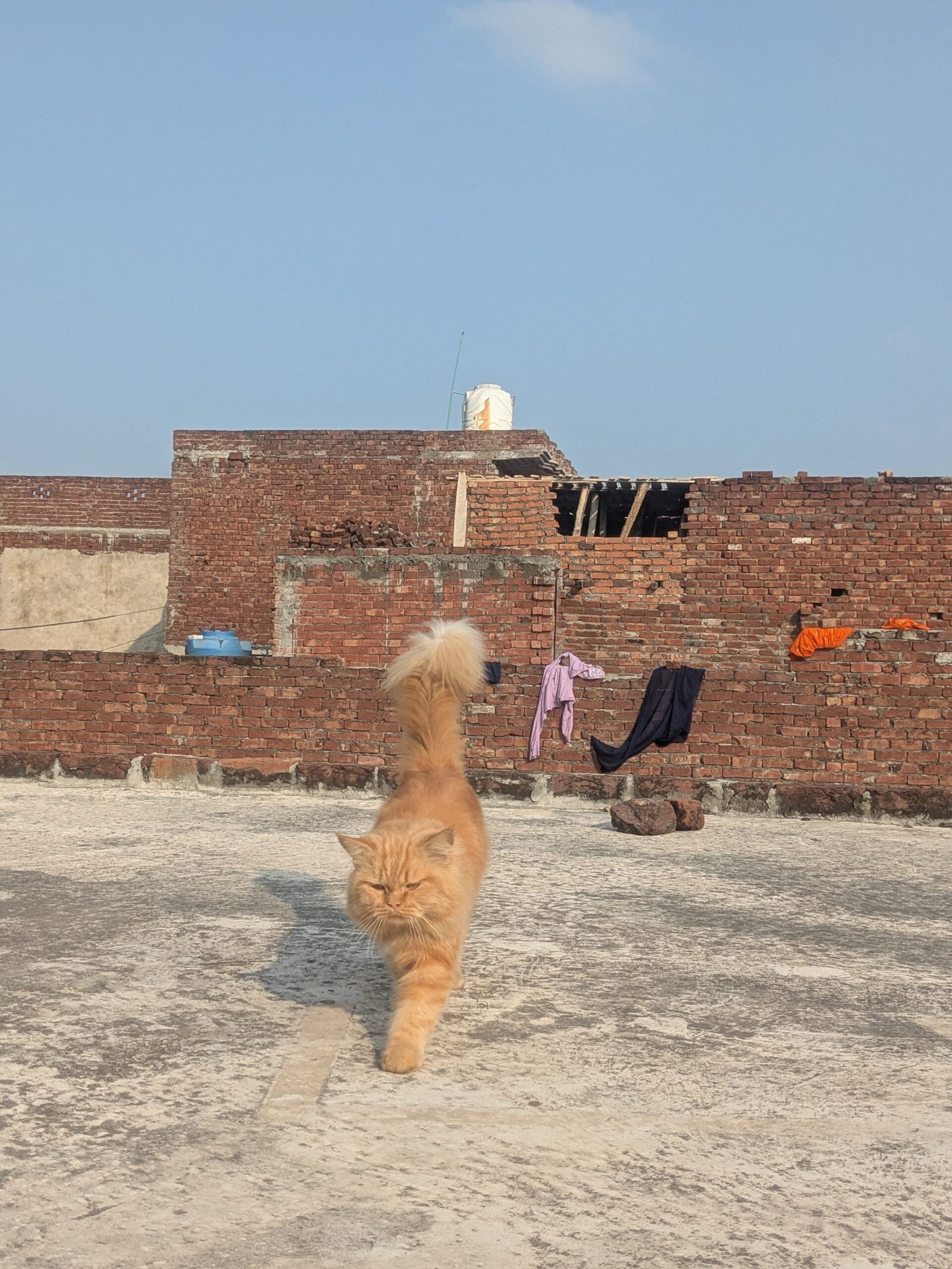 Triple coated male Persian cat