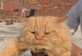 Triple coated male Persian cat