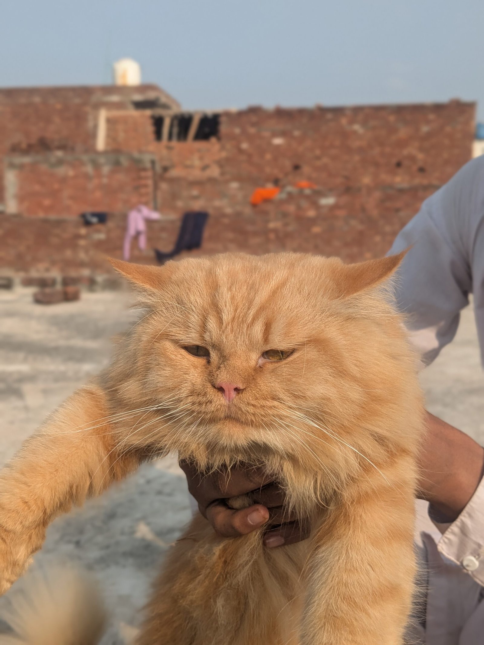 Triple coated male Persian cat