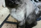 Persian Stud Male Cat for Sale – 2 Years Old, Charcoal Grey