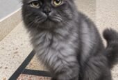 Persian Stud Male Cat for Sale – 2 Years Old, Charcoal Grey