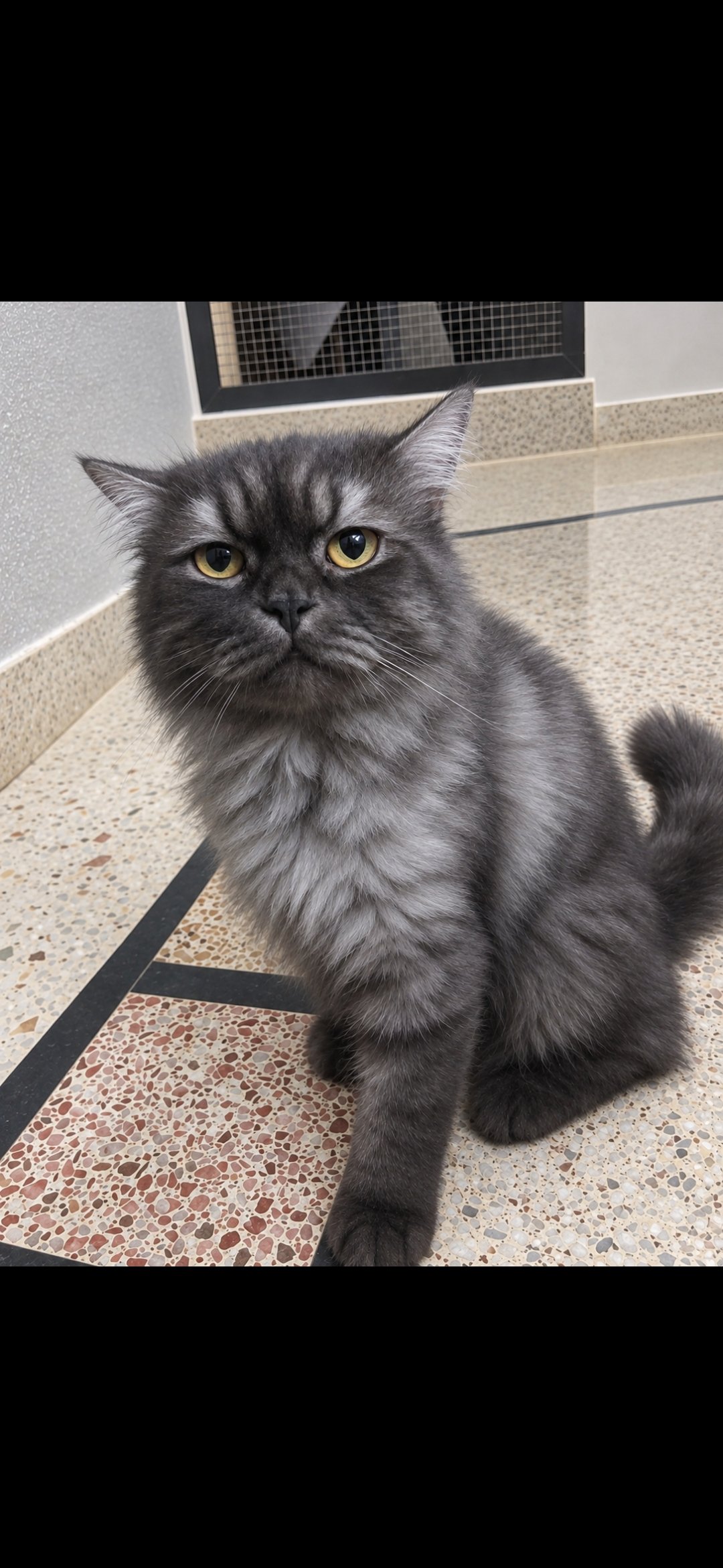 Persian Stud Male Cat for Sale – 2 Years Old, Charcoal Grey