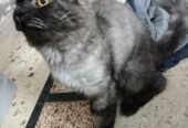 Persian Stud Male Cat for Sale – 2 Years Old, Charcoal Grey