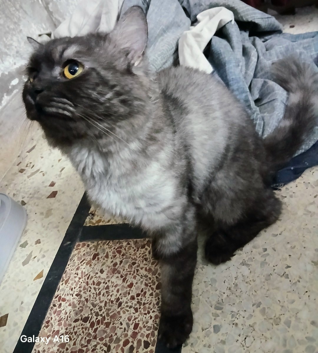Persian Stud Male Cat for Sale – 2 Years Old, Charcoal Grey