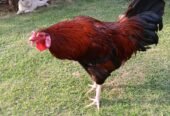 Rhode Island Red (RIR) breeder MURGHA