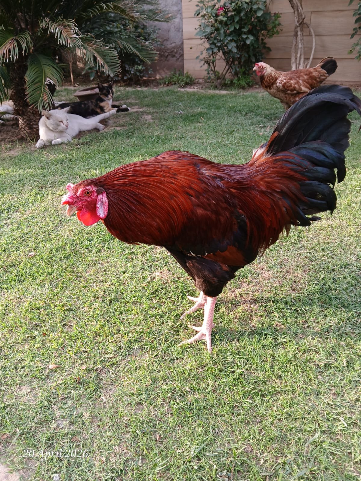 Rhode Island Red (RIR) breeder MURGHA