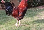 Rhode Island Red (RIR) breeder MURGHA