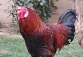 Rhode Island Red (RIR) breeder MURGHA