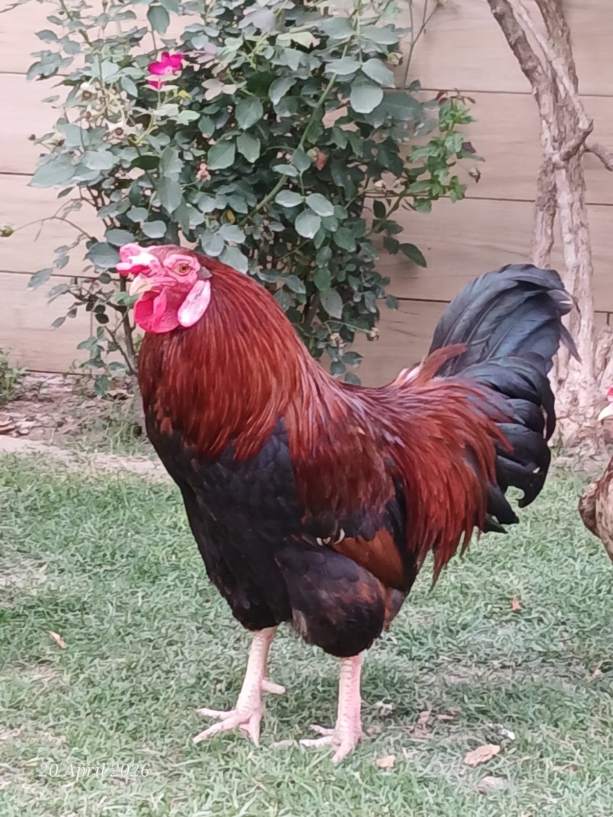Rhode Island Red (RIR) breeder MURGHA