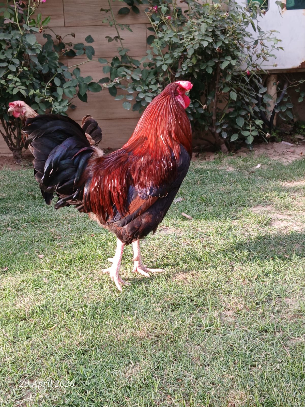 Rhode Island Red (RIR) breeder MURGHA