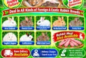 Rajpoot’s (Rabbit Breeding Farm),