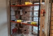 Large Multi-Level Cage / Parrot Aviary