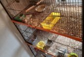 Large Multi-Level Cage / Parrot Aviary