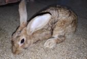 Rajpoot’s (Rabbit Breeding Farm),