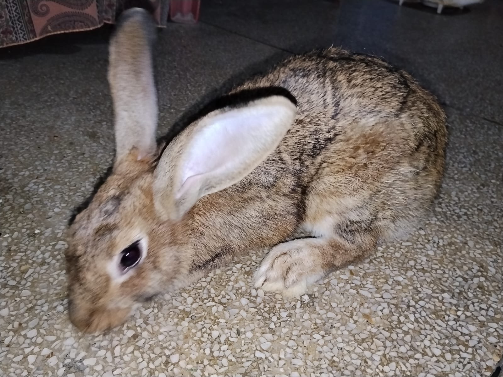 Rajpoot’s (Rabbit Breeding Farm),