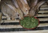 Rajpoot’s (Rabbit Breeding Farm),