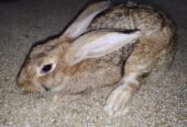 Rajpoot’s (Rabbit Breeding Farm),