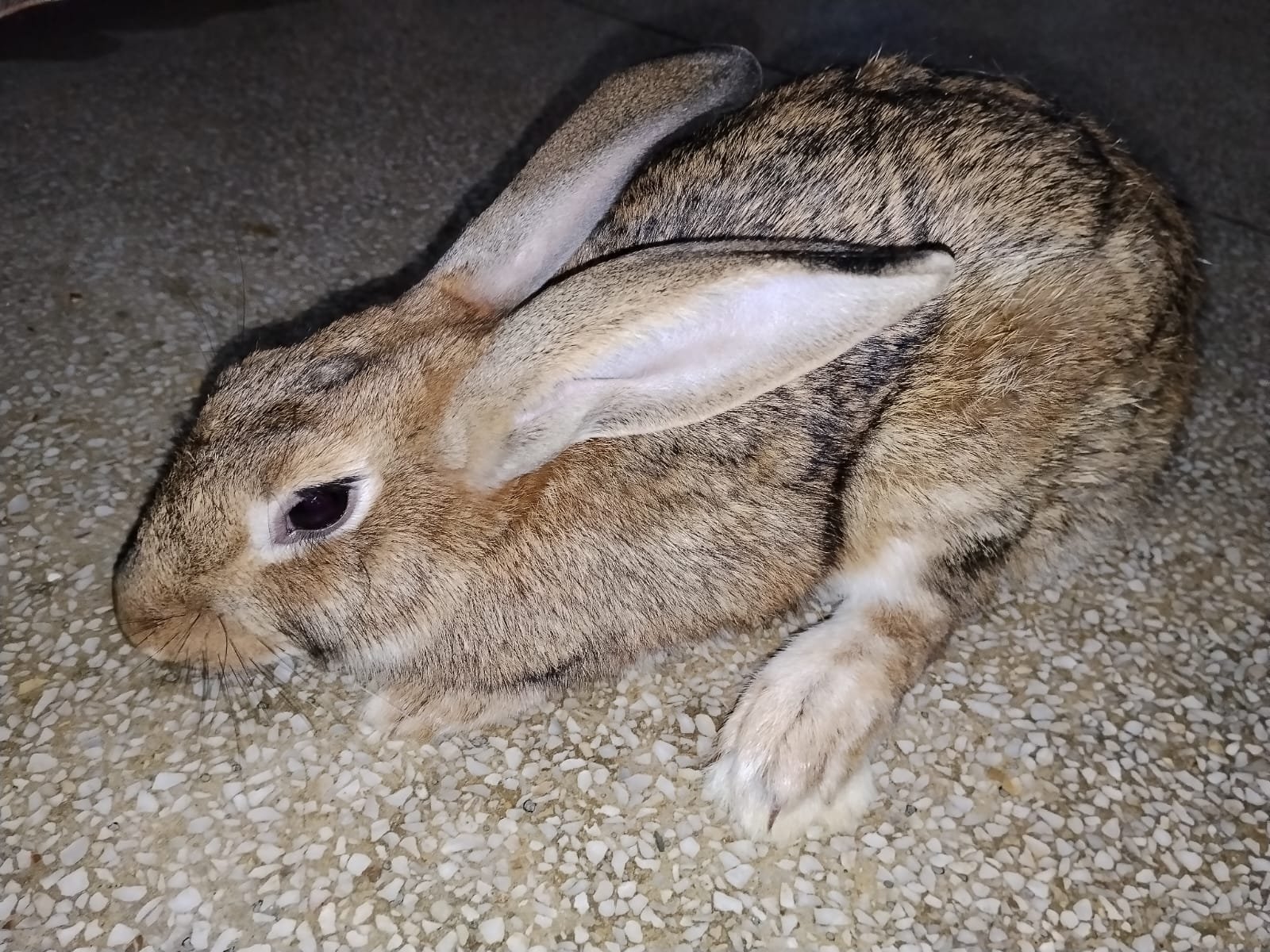 Rajpoot’s (Rabbit Breeding Farm),