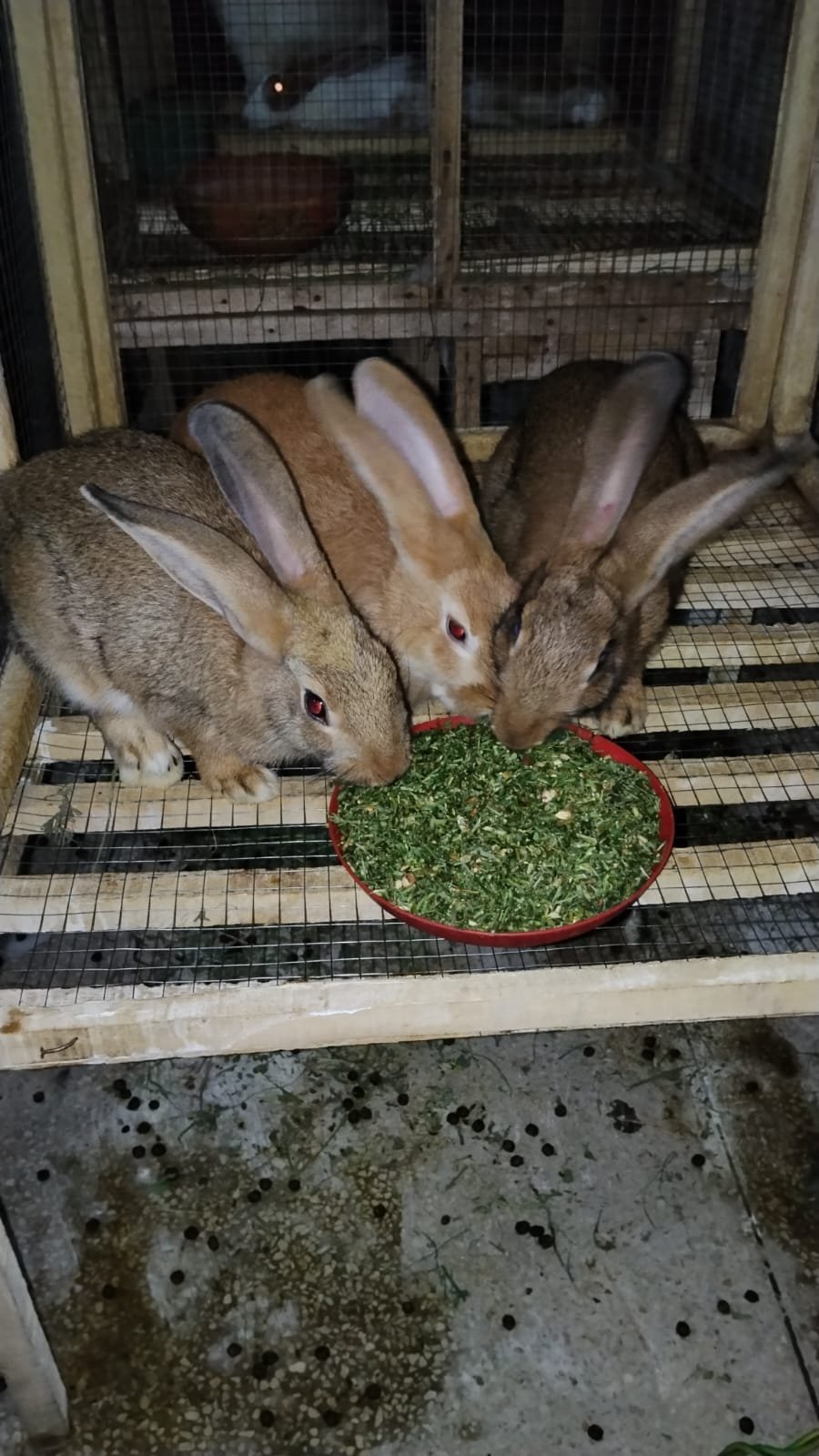 Rajpoot’s (Rabbit Breeding Farm),