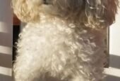 White poodle dog