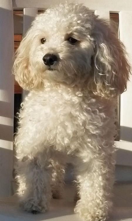 White poodle dog