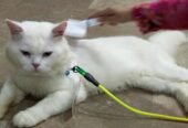 Persian cat quality breed for quality seeker
