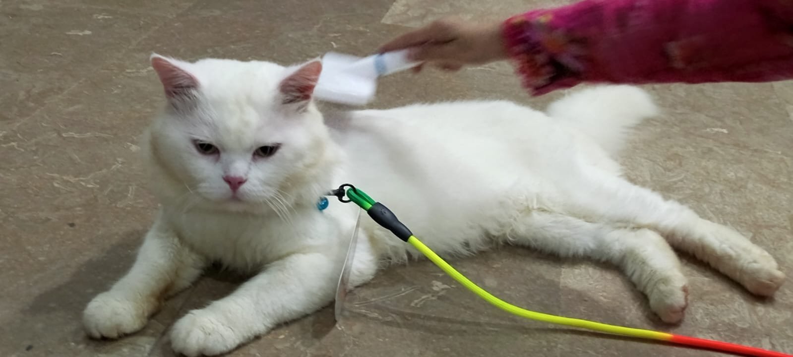 Persian cat quality breed for quality seeker